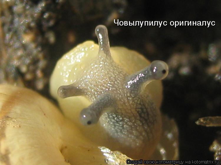 Човылупилус оригиналус... Котоматрица: Човылупилус оригиналус