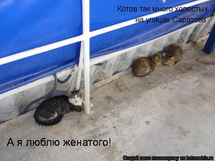 Котов так много холостых на улицах Саратова А я люблю женатого! А я люблю женатого! А я люблю женатог... Котоматрица: Котов так много холостых на улицах Саратова А я люблю женатого! А я люблю женатого! А я люблю женатого!