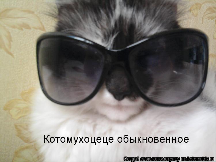 Котомухоцеце обыкновенное... Котоматрица: Котомухоцеце обыкновенное