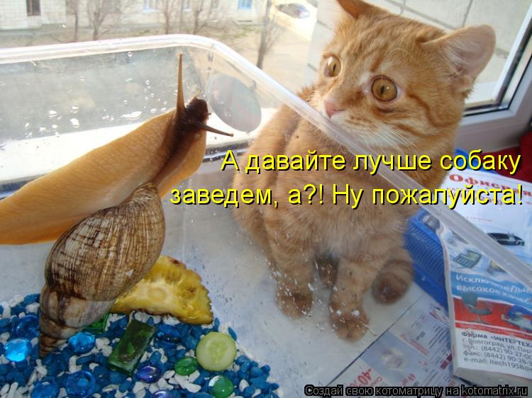 Котоматрица: А давайте лучше собаку  заведем, а?! Ну пожалуйста!