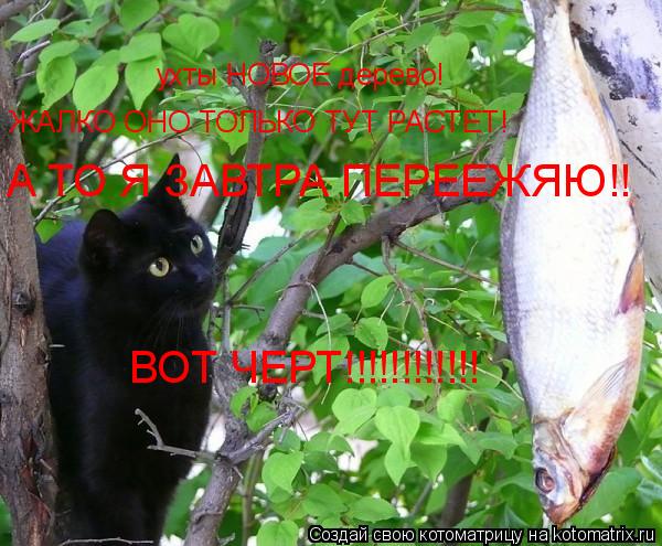 ухты НОВОЕ дерево! ЖАЛКО ОНО ТОЛЬКО ТУТ РАСТЕТ! А ТО Я ЗАВТРА ПЕРЕЕЖЯЮ!! ВОТ ЧЕРТ!!!!!!!!!!!!... Котоматрица: ухты НОВОЕ дерево! ЖАЛКО ОНО ТОЛЬКО ТУТ РАСТЕТ! А ТО Я ЗАВТРА ПЕРЕЕЖЯЮ!! ВОТ ЧЕРТ!!!!!!!!!!!!