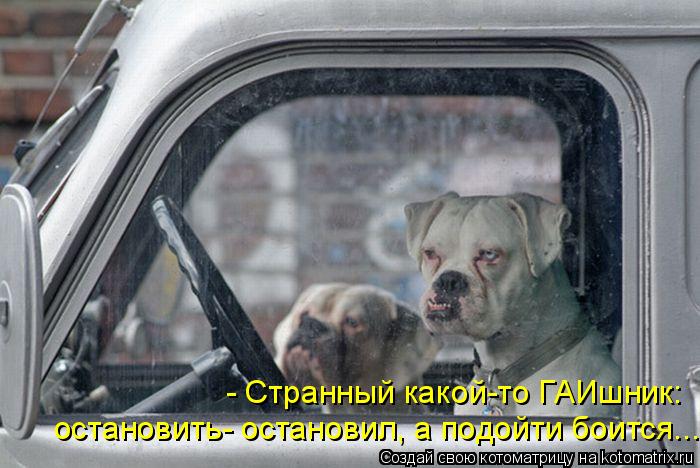 остановить- остановил, а подойти боится... - Странный какой-то ГАИшник:... Котоматрица: остановить- остановил, а подойти боится... - Странный какой-то ГАИшник: