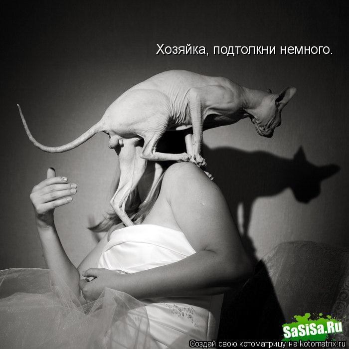 Хозяйка, подтолкни немного.... Котоматрица: Хозяйка, подтолкни немного.