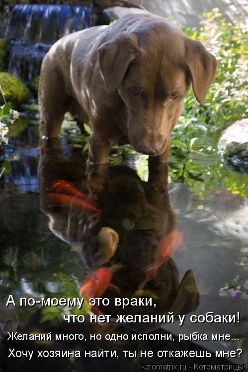 А по-моему это враки, что нет желаний у собаки! Желаний много, но одно исполни, рыбка мне... Хочу хо... Котоматрица: А по-моему это враки, что нет желаний у собаки! Желаний много, но одно исполни, рыбка мне... Хочу хозяина найти, ты не откажешь мне?