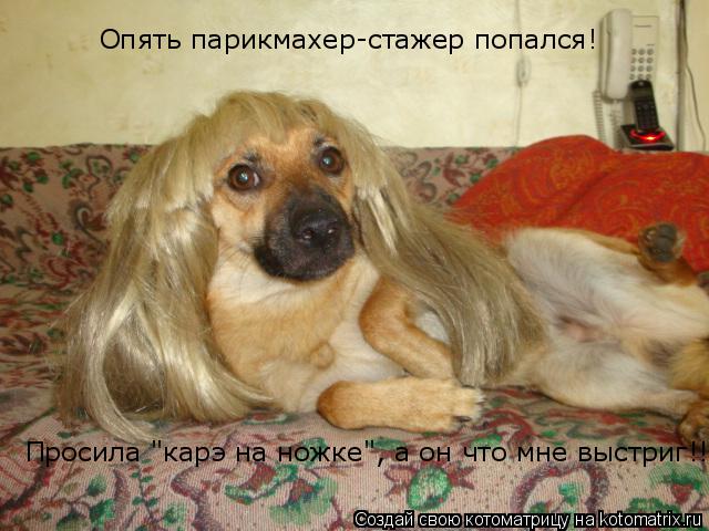 Просила "карэ на ножке", а он что мне выстриг!!! Опять парикмахер-стажер попался!... Котоматрица: Просила "карэ на ножке", а он что мне выстриг!!! Опять парикмахер-стажер попался!