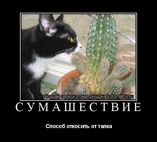 СУМАШЕСТВИЕ Способ откосить от тапка... Котоматрица: СУМАШЕСТВИЕ Способ откосить от тапка
