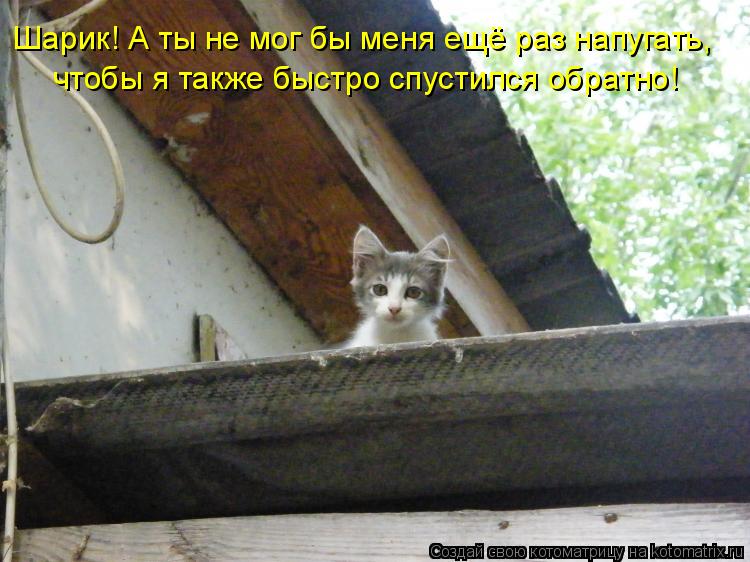 Шарик! А ты не мог бы меня ещё раз напугать, чтобы я также быстро спустился обратно!... Котоматрица: Шарик! А ты не мог бы меня ещё раз напугать, чтобы я также быстро спустился обратно!