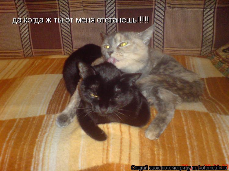 Котоматрица: да когда ж ты от меня отстанешь!!!!!
