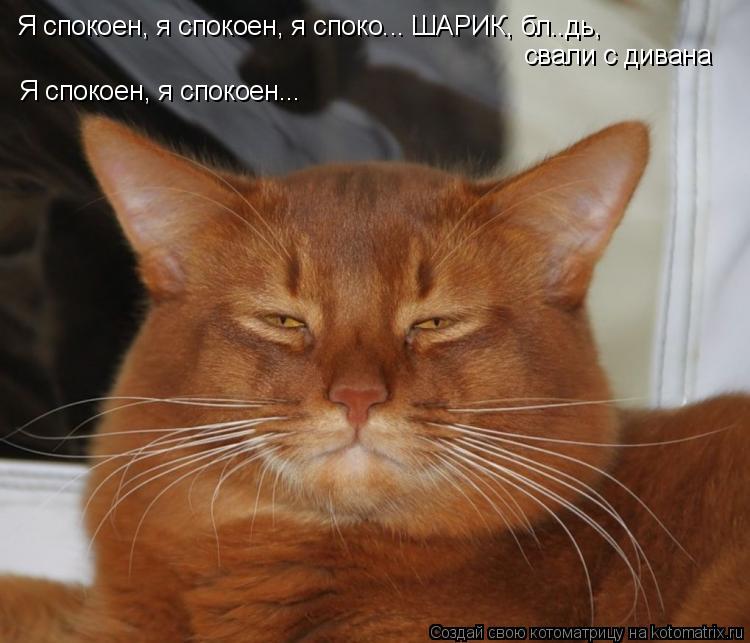 Котоматрица: Я спокоен, я спокоен, я споко... ШАРИК, бл..дь,  свали с дивана Я спокоен, я спокоен...
