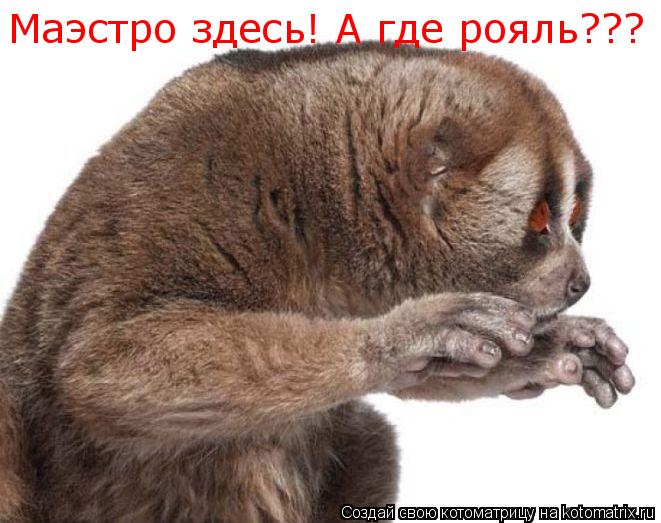 Котоматрица: Маэстро здесь! А где рояль???