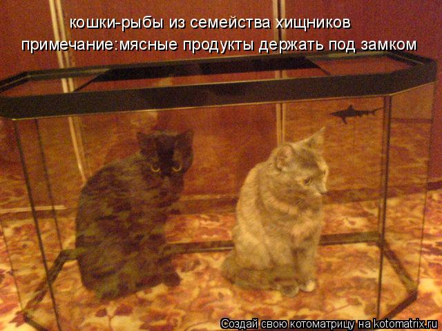 Котоматрица: кошки-рыбы из семейства хищников примечание:мясные продукты держать под замком