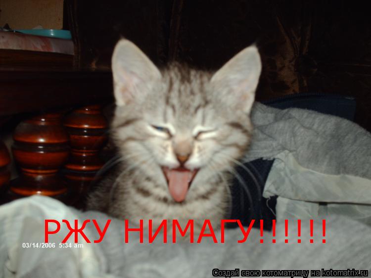Котоматрица: РЖУ НИМАГУ!!!!!!