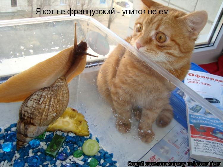 Котоматрица: Я кот не французский - улиток не ем