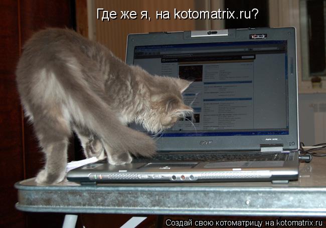 Котоматрица: Где же я, на kotomatrix.ru?