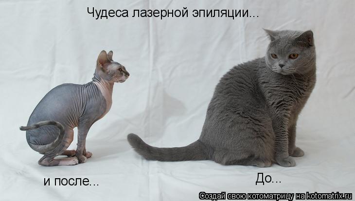Котоматрица: Чудеса лазерной эпиляции... До... и после...