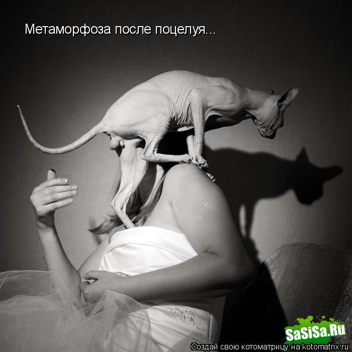 Котоматрица: Метаморфоза после поцелуя...
