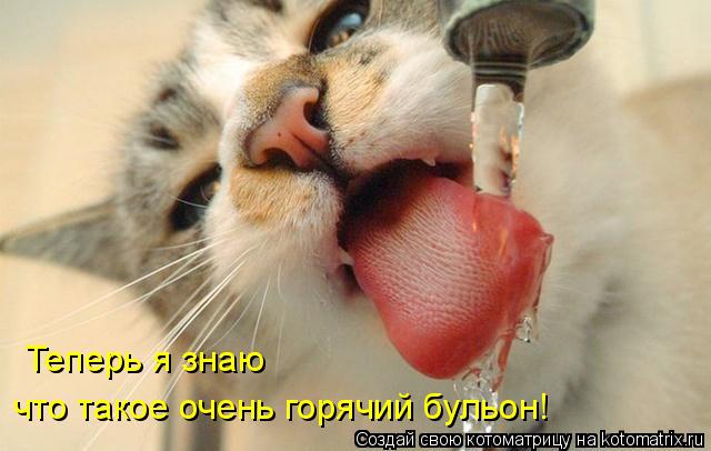 Котоматрица: Теперь я знаю что такое очень горячий бульон!