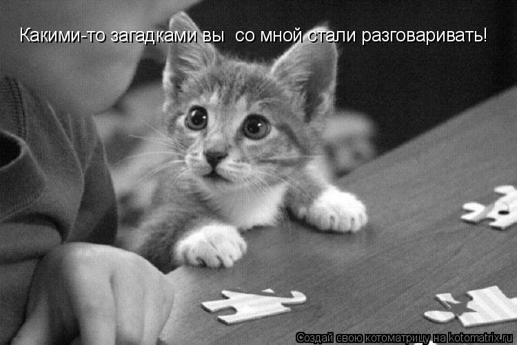 Какими-то загадками вы со мной стали разговаривать!... Котоматрица: Какими-то загадками вы со мной стали разговаривать!
