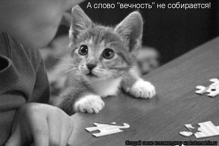 А слово "вечность" не собирается!... Котоматрица: А слово "вечность" не собирается!