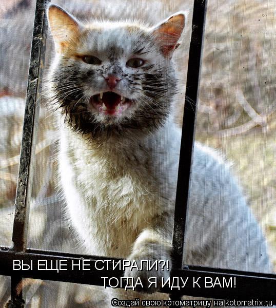 ВЫ ЕЩЕ НЕ СТИРАЛИ?! ТОГДА Я ИДУ К ВАМ!... Котоматрица: ВЫ ЕЩЕ НЕ СТИРАЛИ?! ТОГДА Я ИДУ К ВАМ!