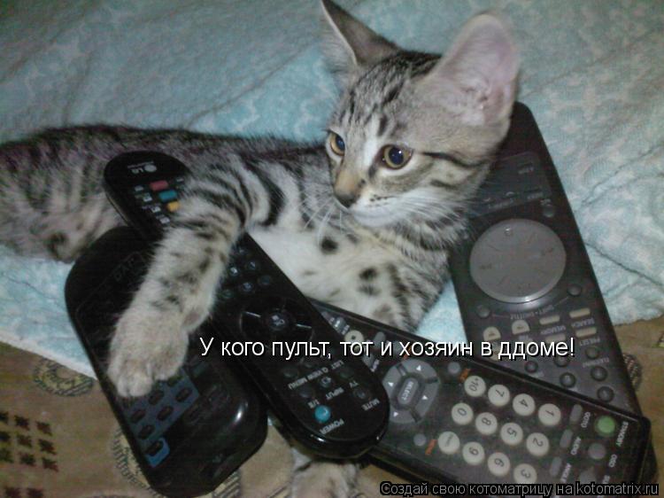 Котоматрица: У кого пульт, тот и хозяин в ддоме!