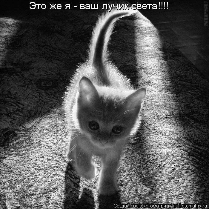 Котоматрица: Это же я - ваш лучик света!!!!