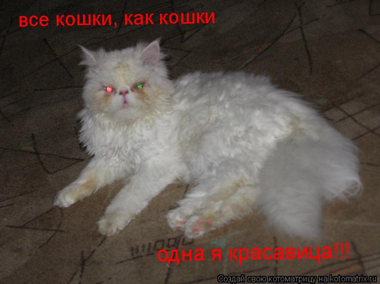 Котоматрица: все кошки, как кошки одна я красавица!!!