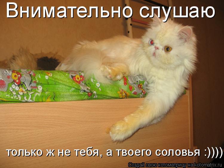 Котоматрица: Внимательно слушаю только ж не тебя, а твоего соловья :))))