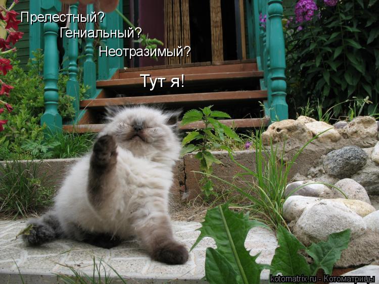 Прелестный? Гениальный? Неотразимый? Тут я!... Котоматрица: Прелестный? Гениальный? Неотразимый? Тут я!