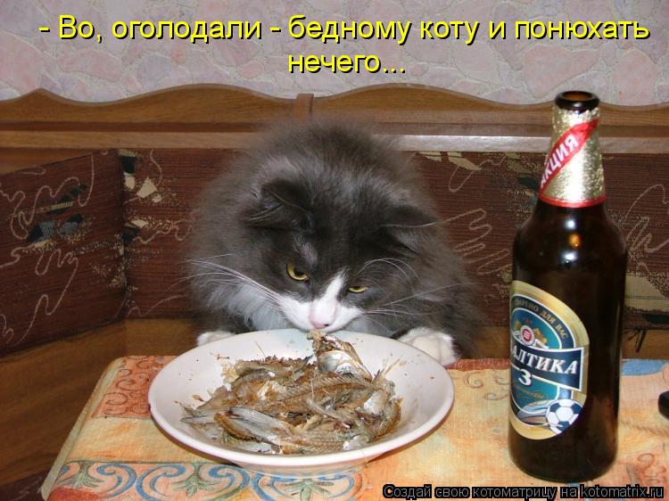 Котоматрица: - Во, оголодали - бедному коту и понюхать нечего...