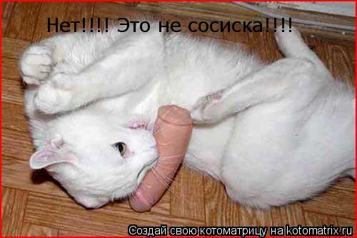 Котоматрица: Нет!!!! Это не сосиска!!!!