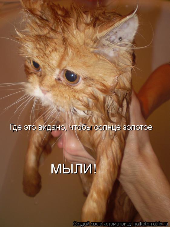 Где это видано, чтобы солнце золотое МЫЛИ!... Котоматрица: Где это видано, чтобы солнце золотое МЫЛИ!