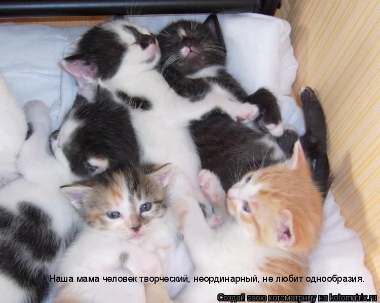 Котоматрица: Наша мама человек творческий, неординарный, не любит однообразия.