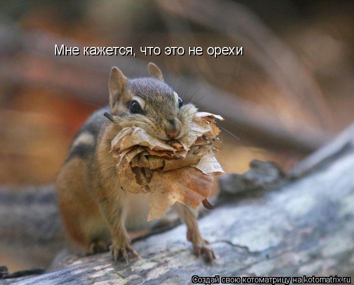 Мне кажется, что это не орехи... Котоматрица: Мне кажется, что это не орехи