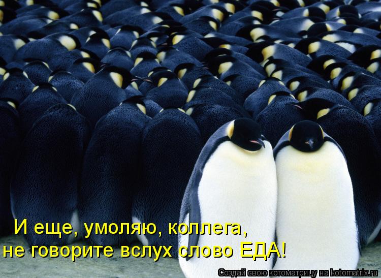 И еще, умоляю, коллега, не говорите вслух слово ЕДА!... Котоматрица: И еще, умоляю, коллега, не говорите вслух слово ЕДА!