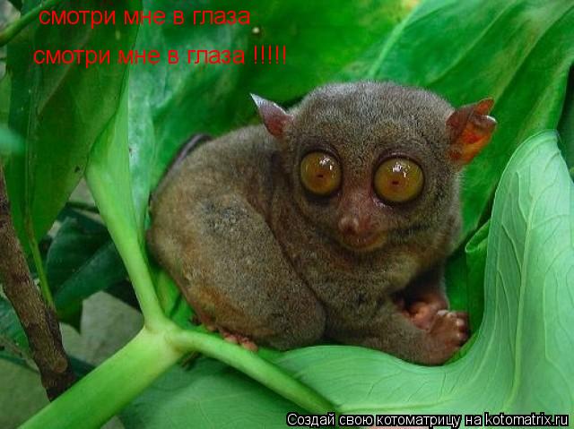 смотри мне в глаза смотри мне в глаза !!!!!... Котоматрица: смотри мне в глаза смотри мне в глаза !!!!!