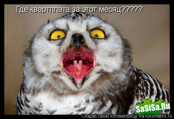 Где квартплата за этот месяц?????... Котоматрица: Где квартплата за этот месяц?????