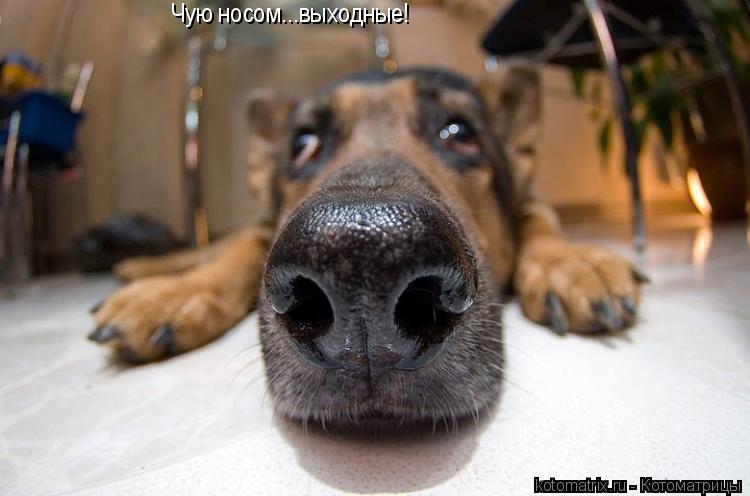 Чую носом...выходные!... Котоматрица: Чую носом...выходные!