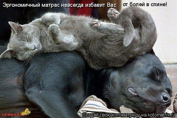 Эргономичный матрас навсегда избавит Вас от болей в спине!... Котоматрица: Эргономичный матрас навсегда избавит Вас от болей в спине!