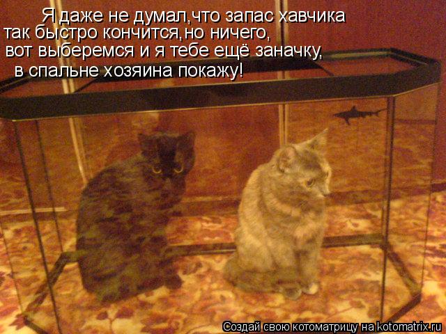 Я даже не думал,что запас хавчика так быстро кончится,но ничего, вот выберемся и я тебе ещё заначку, ... Котоматрица: Я даже не думал,что запас хавчика так быстро кончится,но ничего, вот выберемся и я тебе ещё заначку, в спальне хозяина покажу!