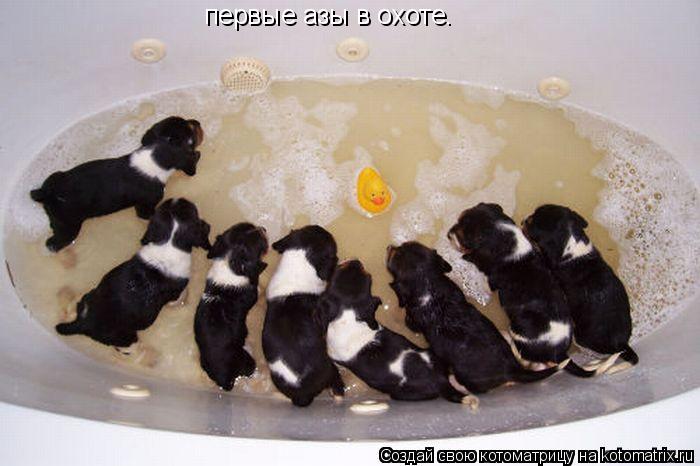 первые азы в охоте.... Котоматрица: первые азы в охоте.