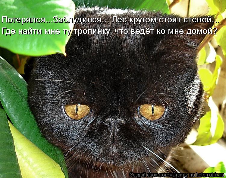 Потерялся...Заблудился... Лес кругом стоит стеной... Где найти мне ту тропинку, что ведёт ко мне домо... Котоматрица: Потерялся...Заблудился... Лес кругом стоит стеной... Где найти мне ту тропинку, что ведёт ко мне домой?