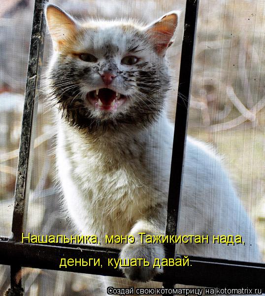Нашальника, мэнэ Тажикистан нада, деньги, кушать давай.... Котоматрица: Нашальника, мэнэ Тажикистан нада, деньги, кушать давай.