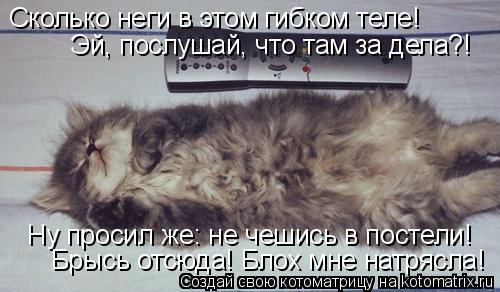 Сколько неги в этом гибком теле! Эй, послушай, что там за дела?! Ну просил же: не чешись в постели!... Котоматрица: Сколько неги в этом гибком теле! Эй, послушай, что там за дела?! Ну просил же: не чешись в постели! Брысь отсюда! Блох мне натрясла!
