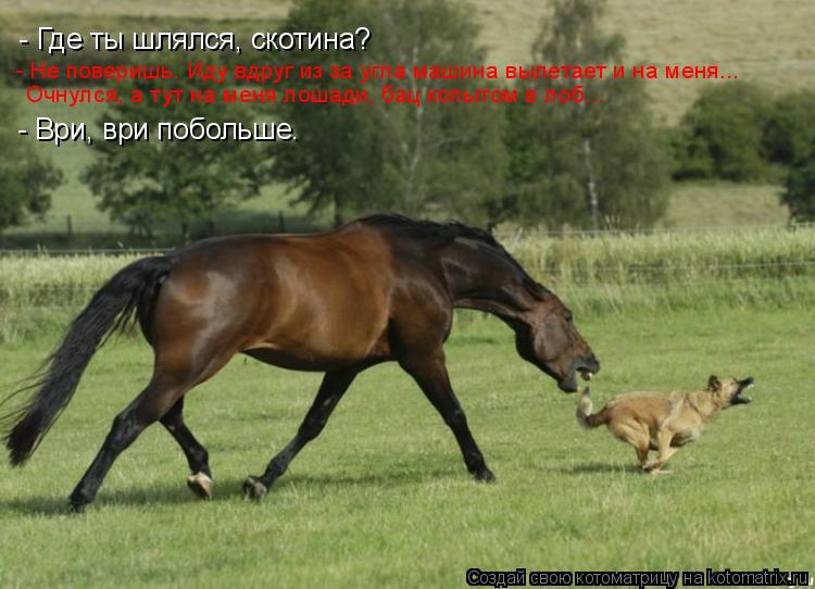 - Где ты шлялся, скотина? - Не поверишь. Иду вдруг из за угла машина вылетает и на меня... Очнулся, а... Котоматрица: - Где ты шлялся, скотина? - Не поверишь. Иду вдруг из за угла машина вылетает и на меня... Очнулся, а тут на меня лошади, бац копытом в лоб... - Ври,