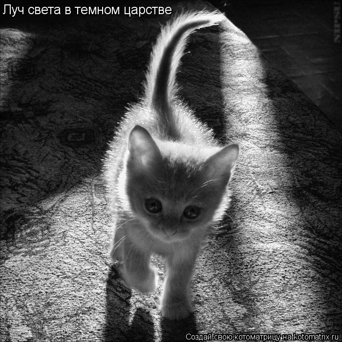 Луч света в темном царстве... Котоматрица: Луч света в темном царстве