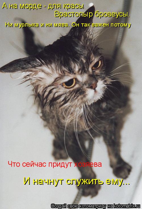 А на морде - для красы Врастопыр бровеусы. Ни мурлыка и ни мява. Он так важен потому Что сейчас пр... Котоматрица: А на морде - для красы Врастопыр бровеусы. Ни мурлыка и ни мява. Он так важен потому Что сейчас придут хозяева И начнут служить ему...