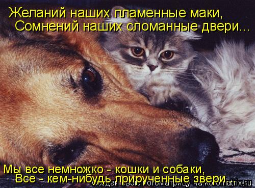 Желаний наших пламенные маки, Сомнений наших сломанные двери... Мы все немножко - кошки и собаки, Все... Котоматрица: Желаний наших пламенные маки, Сомнений наших сломанные двери... Мы все немножко - кошки и собаки, Все - кем-нибудь прирученные звери...