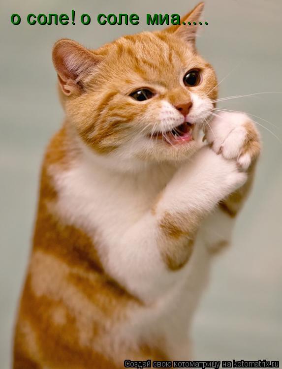 Котоматрица: о соле! о соле миа.....