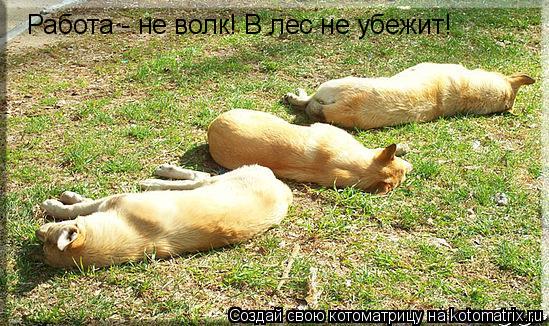 Котоматрица: Работа - не волк! В лес не убежит!
